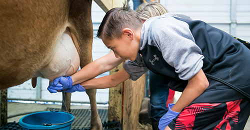 Students milking cow